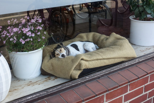 Ein Terrier schläft gut sichtbar in seinem Körbchen hinter einem Schaufenster. 